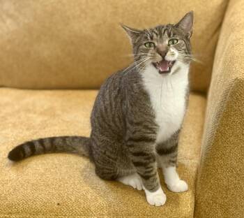 Rescue American Shorthair Cats for Adoption in Philadelphia, Pennsylvania - Luna | PetCurious