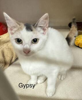 Gypsy -  Domestic Short Hair Cat for Adoption in Ulster, Pennsylvania - Gypsy | PetCurious