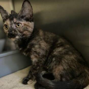 Betty -  Domestic Short Hair Cat for Adoption in Dayton, Ohio - Betty | PetCurious