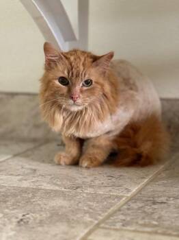 Domestic Long Hair Cats Available for Adoption in Hot Springs, Arkansas - Morris | PetCurious