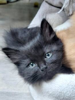 Raj -  Domestic Short Hair Cat for Adoption in Montello, Wisconsin - Raj | PetCurious