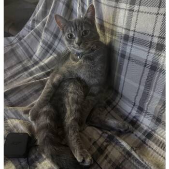 Stormy (courtesy post) -  Tabby and Russian Blue Cat for Adoption in Clarksville, Virginia - Stormy (courtesy Post) | PetCurious