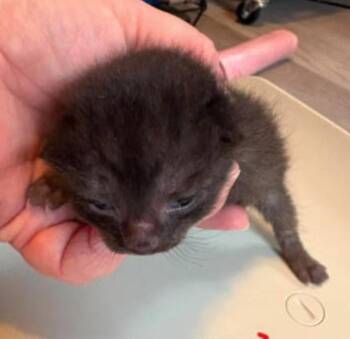 Oak -  Domestic Short Hair Cat for Adoption in Marshall, North Carolina - Oak | PetCurious