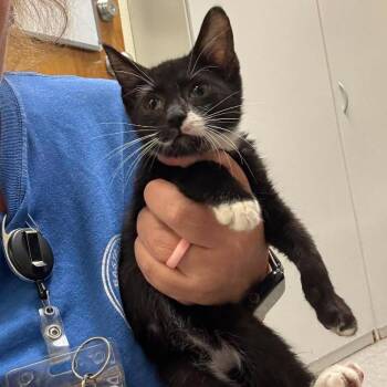 Sammie 26-07-113 -  Domestic Short Hair Cat for Adoption in Bastrop, Texas - Sammie 26-07-113 | PetCurious