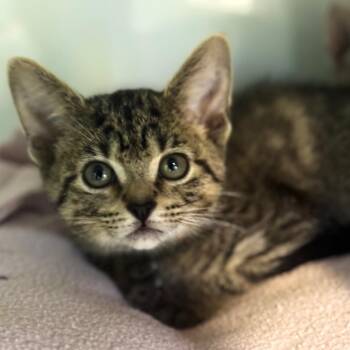 Mouth -  Domestic Short Hair Cat for Adoption in Wheeling, Illinois - Mouth | PetCurious
