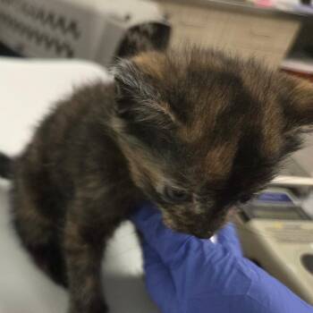 Pitch -  Domestic Short Hair Cat for Adoption in Chattanooga, Tennessee - Pitch | PetCurious