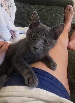Gadget -  Domestic Short Hair Cat for Adoption in Frisco, Texas - Gadget | PetCurious