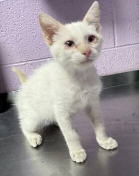 61502960 -  Domestic Medium Hair Cat for Adoption in El Paso, Texas - 61502960 | PetCurious