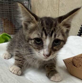 Calvin -  Domestic Short Hair Cat for Adoption in Honolulu, Hawaii - Calvin | PetCurious