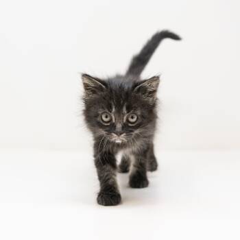 Tabby Cats Available for Adoption in Trophy Club, Texas - Donatello | PetCurious