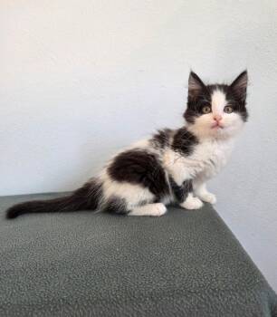 Domestic Medium Hair Cats Available for Adoption in High Ridge, Missouri - Confetti | PetCurious