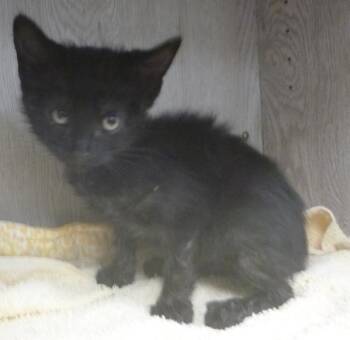 Domestic Short Hair Cats Available for Adoption in Lafayette, Louisiana - Wednesday | PetCurious