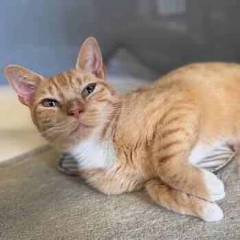 Domestic Short Hair Cats Available for Adoption in Fairfax Station, Virginia - Slushie | PetCurious
