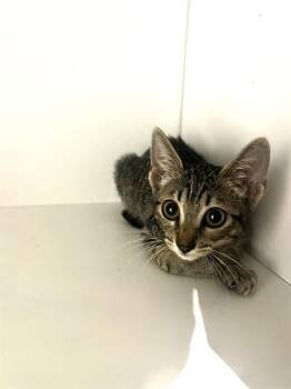 CHICKIE -  Domestic Short Hair Cat for Adoption in Winter Haven, Florida - CHICKIE | PetCurious