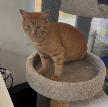 Rescue Domestic Short Hair Cats for Adoption in Lafayette, Colorado - Summit | PetCurious