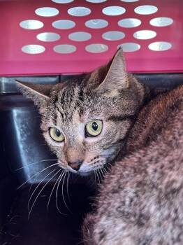 Domestic Short Hair Cats Available for Adoption - BETTY CROCKER | PetCurious