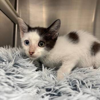 Smeagol -  Domestic Short Hair Cat for Adoption in Corpus Christi, Texas - Smeagol | PetCurious