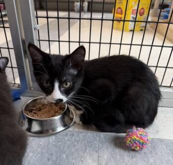 Esben -  Domestic Long Hair Cat for Adoption in Webster, Massachusetts - Esben | PetCurious
