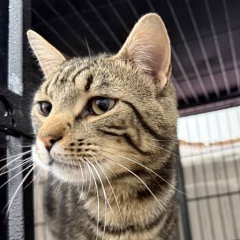 Watson -  Domestic Short Hair Cat for Adoption in Bismarck, North Dakota - Watson | PetCurious