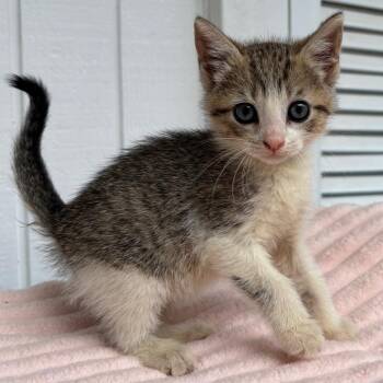 Lucy -  Domestic Short Hair Cat for Adoption in Volcano, Hawaii - Lucy | PetCurious