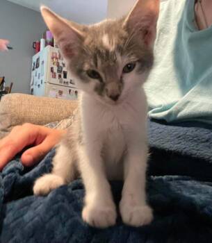 Colt -  Domestic Medium Hair Cat for Adoption in Shrewsbury, Massachusetts - Colt | PetCurious