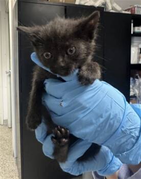 Rescue Domestic Medium Hair Cats for Adoption in San Bernardino, California - POLO | PetCurious