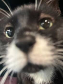 Killgore -  Domestic Short Hair Cat for Adoption in El Paso, Texas - Killgore | PetCurious