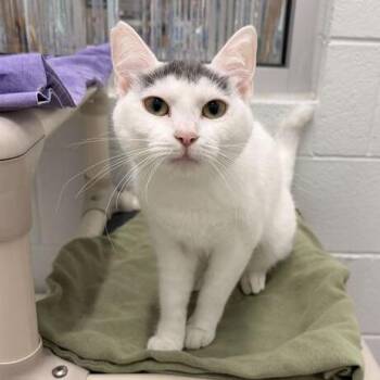 Sitka -  Domestic Short Hair Cat Available for Adoption in Marshall, Virginia - Sitka | PetCurious