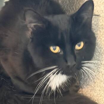 Baxter -  Domestic Short Hair Cat for Adoption in Granville, Ohio - Baxter | PetCurious