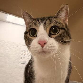 Red -  Domestic Short Hair Cat for Adoption in Dubuque, Iowa - Red | PetCurious