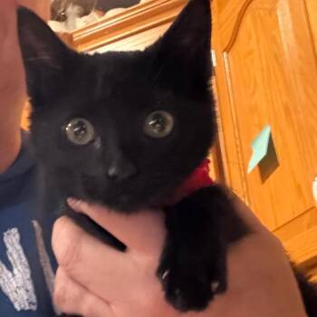 Rogue -  Domestic Short Hair Cat for Adoption in Granby, Missouri - Rogue | PetCurious
