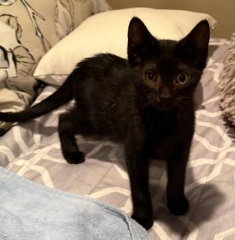 Espresso Martini -  Domestic Short Hair Cat for Adoption in Trenton, New Jersey - Espresso Martini | PetCurious