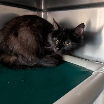 Naomi -  Domestic Long Hair Cat for Adoption in Milan, Illinois - Naomi | PetCurious
