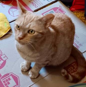 Rescue Domestic Short Hair Cats for Adoption in Gastonia, North Carolina - Cinnamon | PetCurious