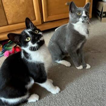 Rescue Domestic Short Hair Cats for Adoption in Evanston, Illinois - Nebula And Supernova | PetCurious