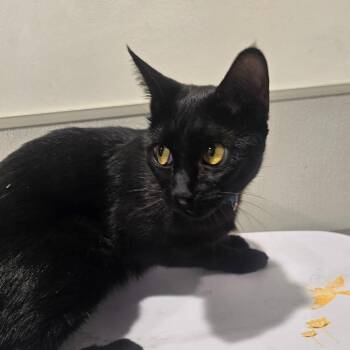 Chevelle -  Domestic Short Hair Cat for Adoption in Tampa, Florida - Chevelle | PetCurious