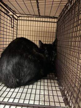 Elizabeth Taylor -  Domestic Short Hair Cat for Adoption in Austin, Texas - Elizabeth Taylor | PetCurious