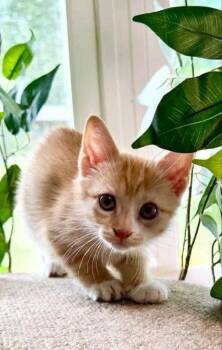 Muffin -  Tabby Cat for Adoption in Knoxville, Tennessee - Muffin | PetCurious