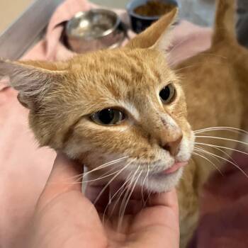 Justice -  Domestic Short Hair Cat for Adoption in Leander, Texas - Justice | PetCurious