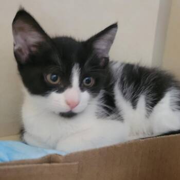 Hilo -  Domestic Short Hair Cat for Adoption in Westminster, California - Hilo | PetCurious