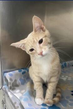 Latrobe -  Domestic Short Hair Cat for Adoption in Lafayette, Colorado - Latrobe | PetCurious