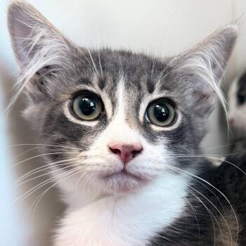 Domestic Medium Hair Cats Available for Adoption in Oakland, California - Jungkook | PetCurious
