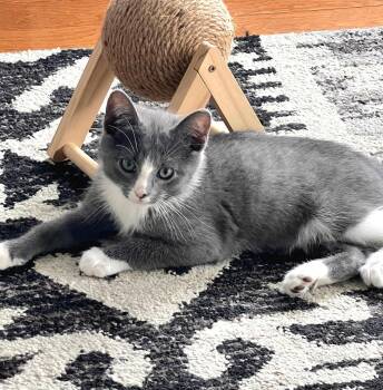 Domestic Short Hair Cats Available for Adoption in Fullerton, Pennsylvania - Floyd | PetCurious