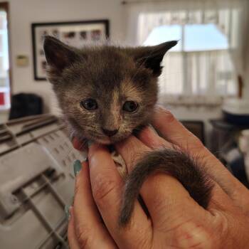 Ada -  Domestic Short Hair Cat for Adoption in Indiana, Pennsylvania - Ada | PetCurious
