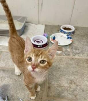Tommy -  Tabby Cat for Adoption in Parlier, California - Tommy | PetCurious