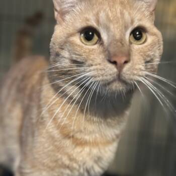 Rescue Domestic Short Hair Cats for Adoption in Warwick, Rhode Island - Dunkin | PetCurious