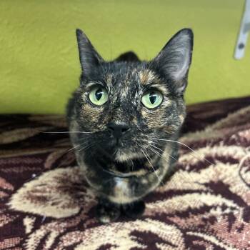 Lyla -  Domestic Short Hair Cat for Adoption in Fresno, California - Lyla | PetCurious