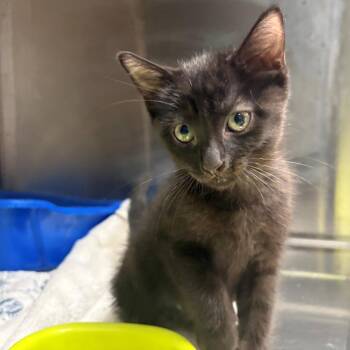 Rubidium -  Domestic Short Hair Cat for Adoption in East Hanover, New Jersey - Rubidium | PetCurious