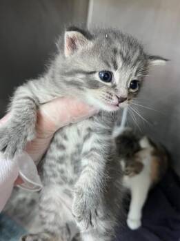 Popcorn Chicken -  Domestic Short Hair Cat for Adoption in Cincinnati, Ohio - Popcorn Chicken | PetCurious