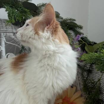 Fortune K FIV+ 56119 -  Domestic Short Hair Cat Available for Adoption in Eaton Rapids, Michigan - Fortune K FIV+ 56119 | PetCurious